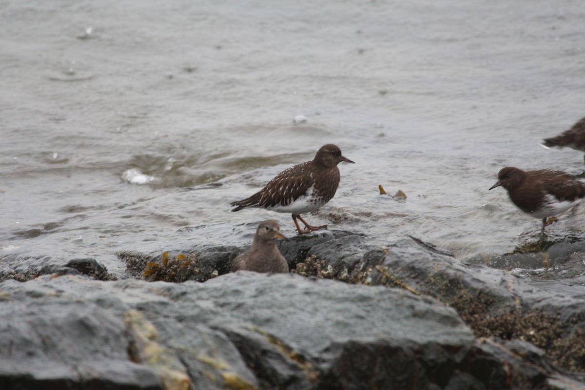 Black Turnstone - ML614062896