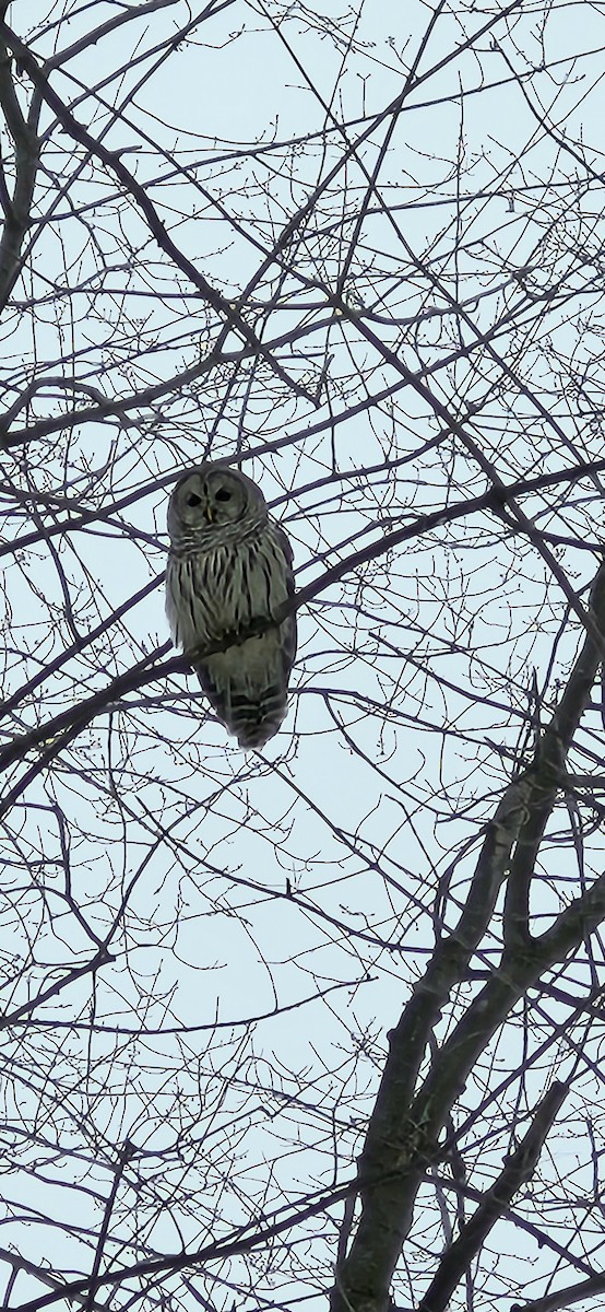 Barred Owl - ML614062934