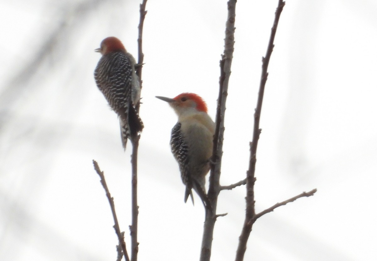 Red-bellied Woodpecker - ML614062939