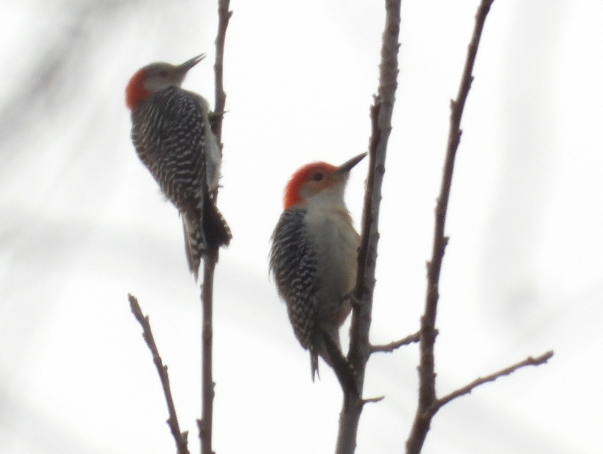 Red-bellied Woodpecker - ML614062940