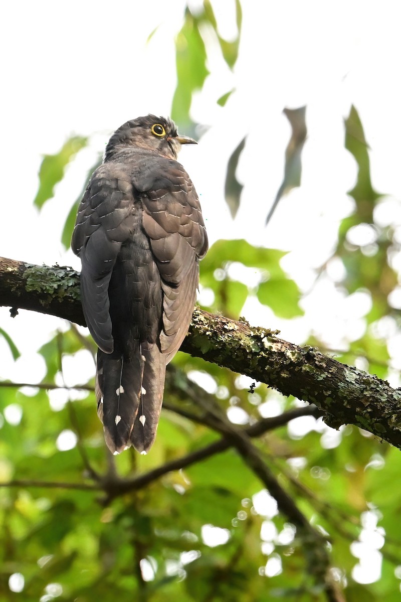 Red-chested Cuckoo - ML614062977