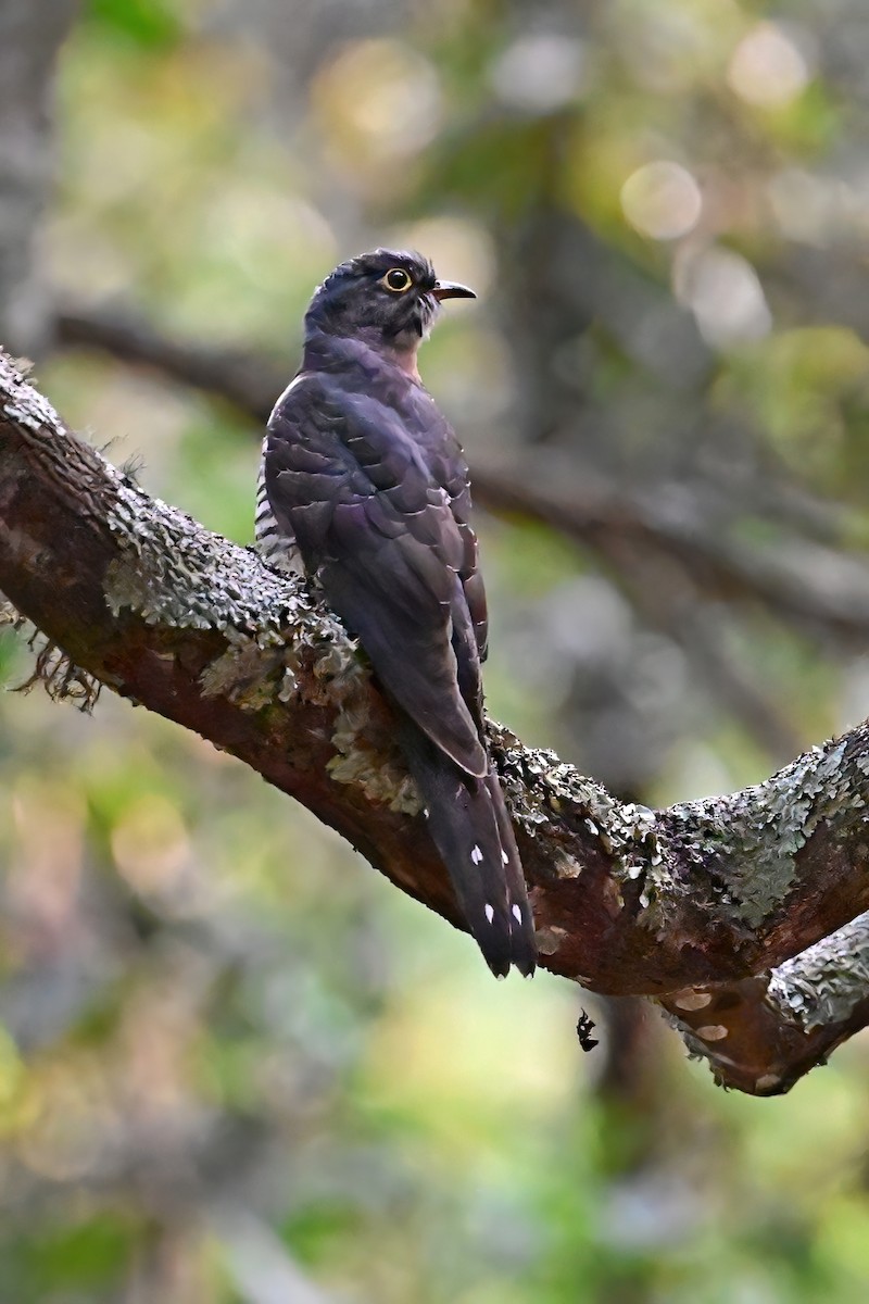 Red-chested Cuckoo - ML614062978