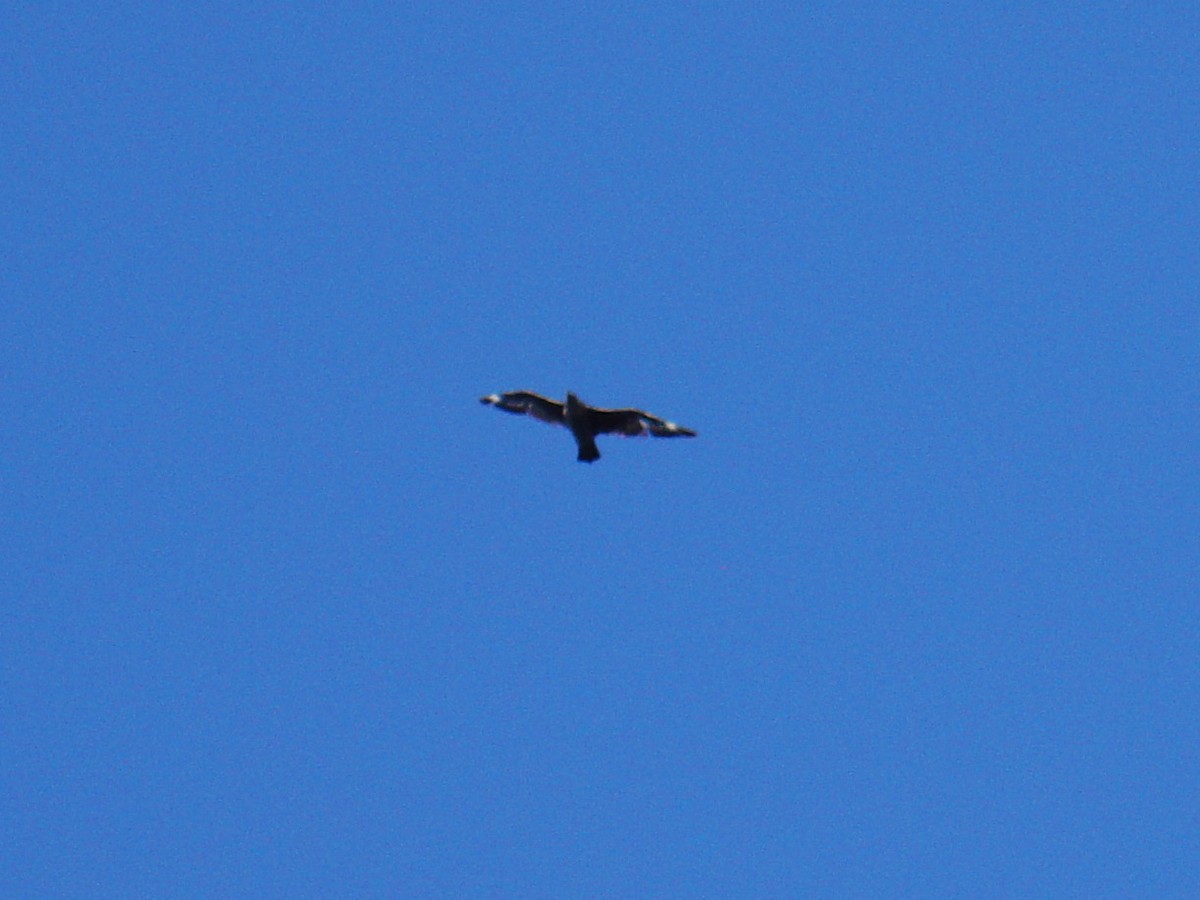 South Polar Skua - ML614062980
