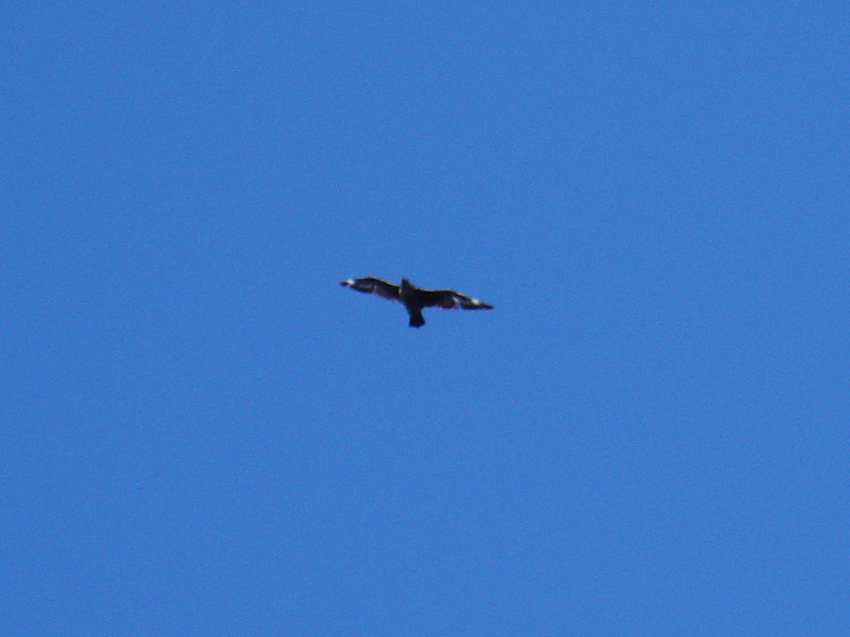 South Polar Skua - ML614062980