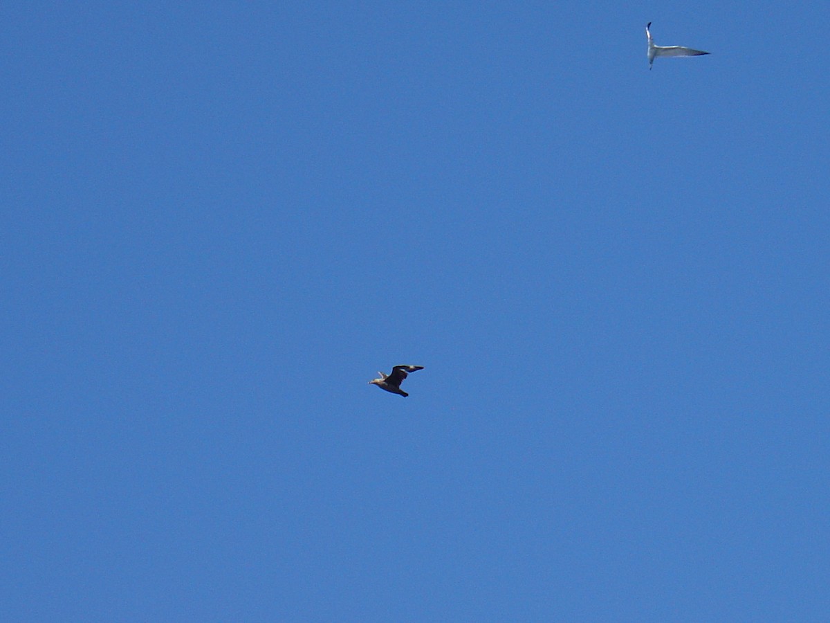 South Polar Skua - ML614062981