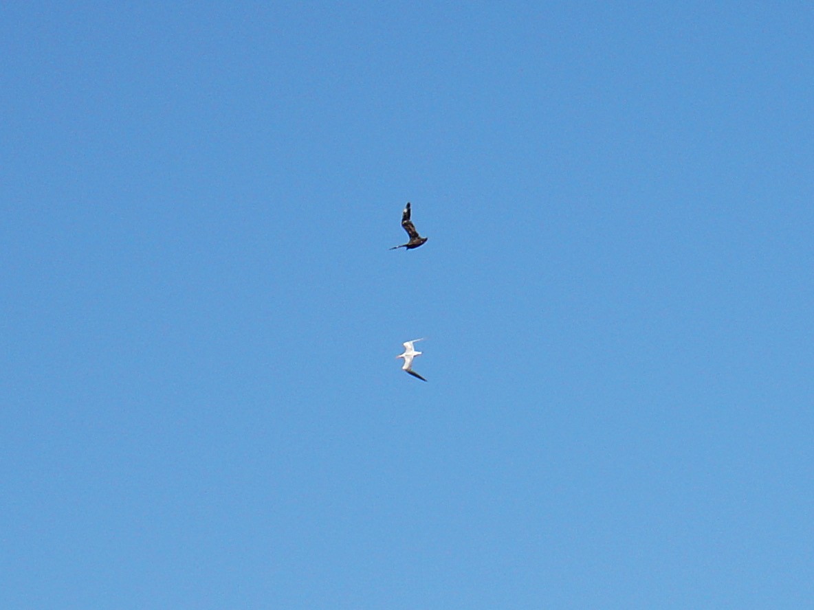 South Polar Skua - ML614062982