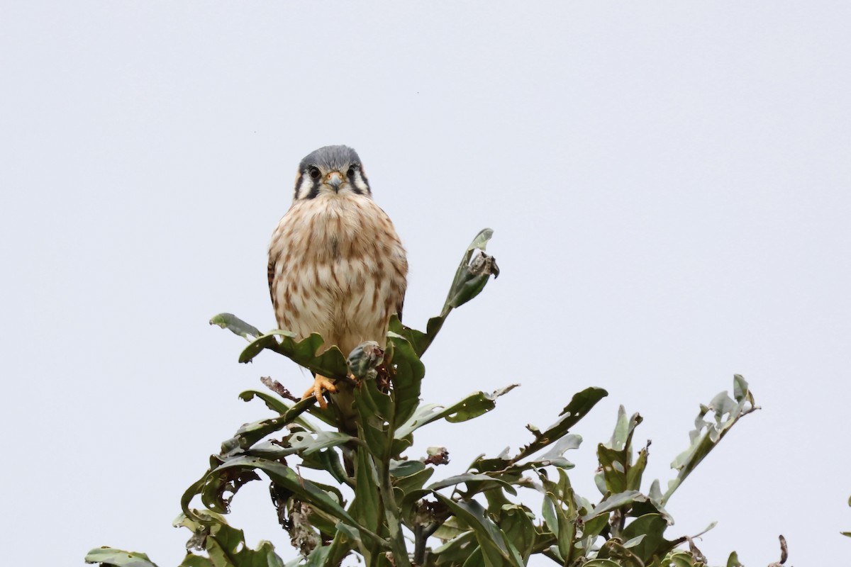 American Kestrel (South American) - Gonzalo Nazati