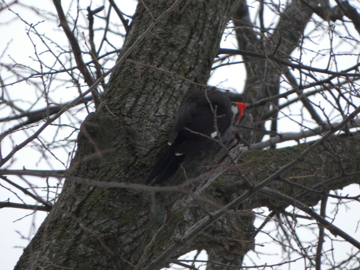 Pileated Woodpecker - ML614063062