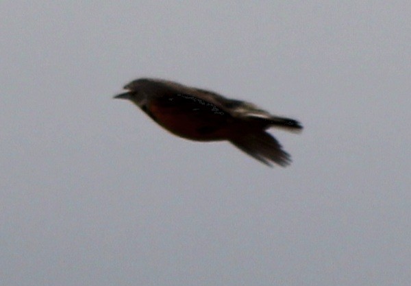 Eastern Meadowlark (Eastern) - ML614063077