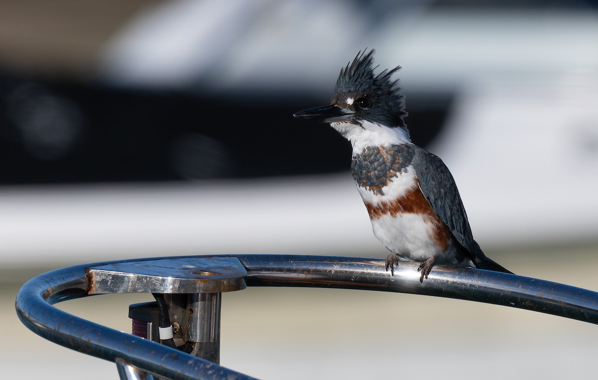 Belted Kingfisher - ML614063131