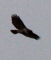 Red-tailed Hawk (borealis) - ML614063163