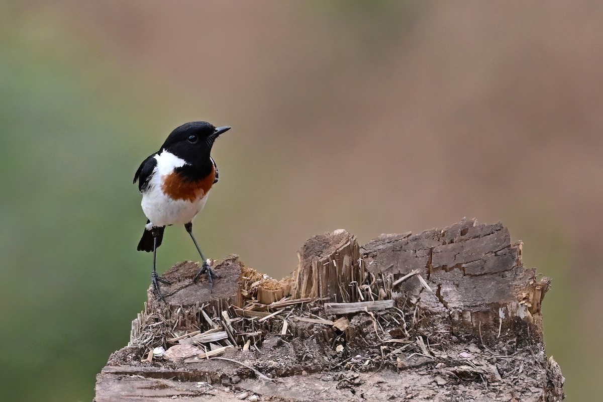 African Stonechat - ML614063197