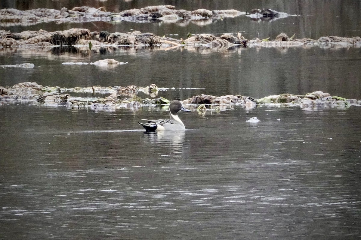 Northern Pintail - ML614063250