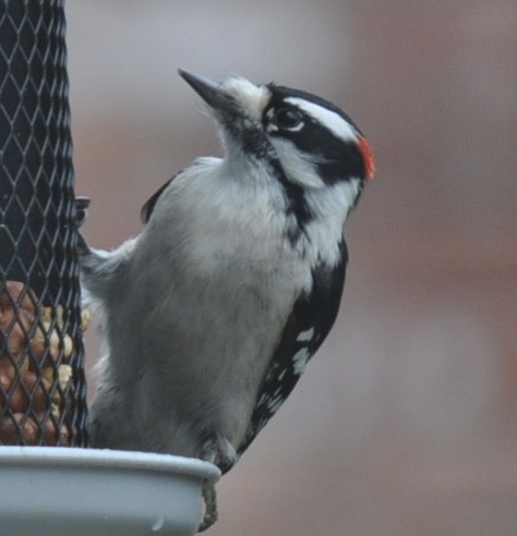 Downy Woodpecker - ML614063253