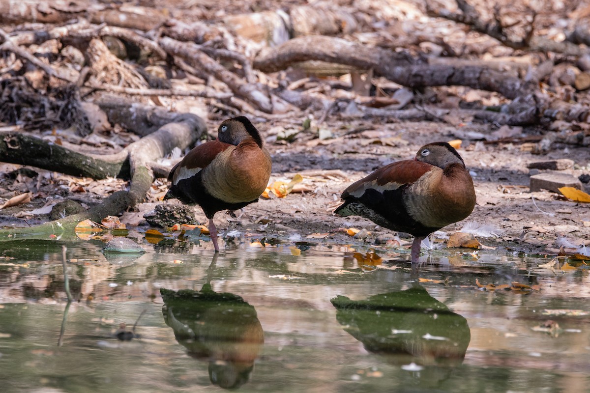 Black-bellied Whistling-Duck - ML614063283