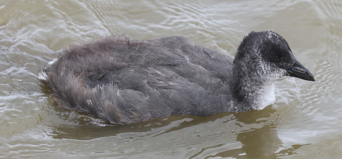 Red-gartered Coot - ML614063315