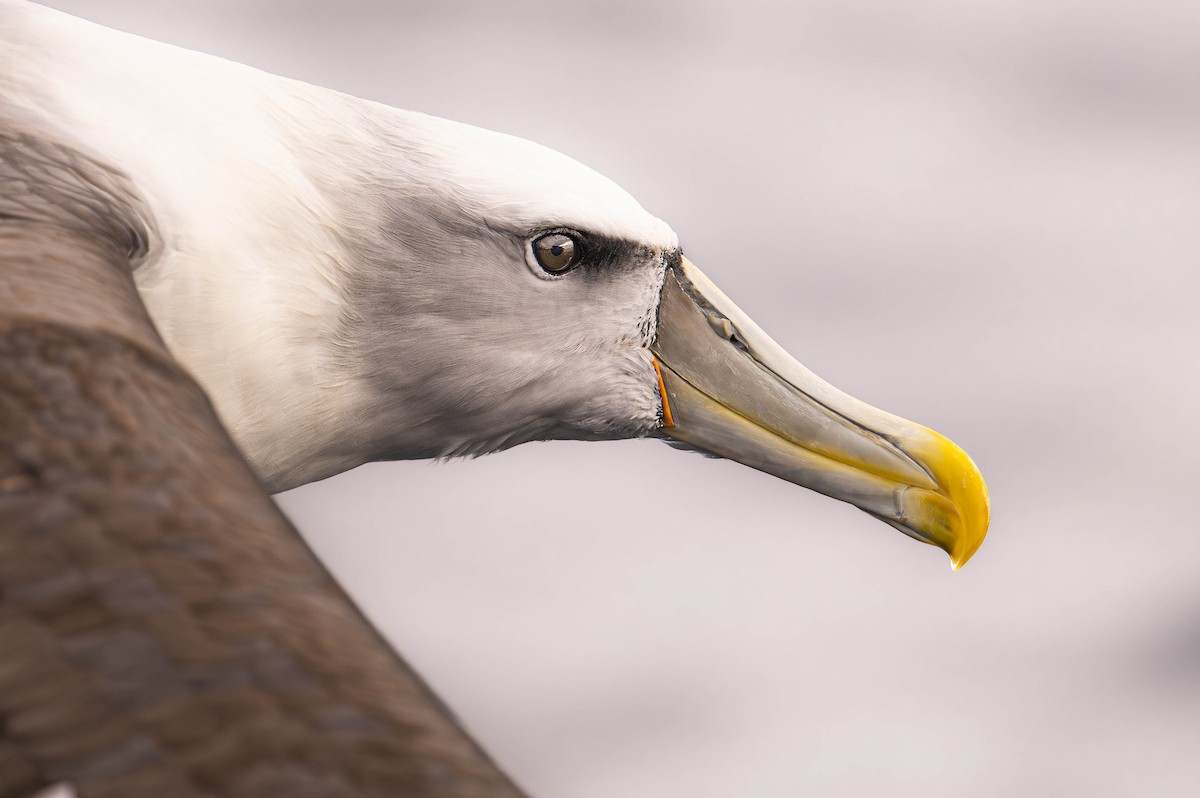 White-capped Albatross - William Richards