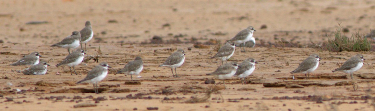 Siberian Sand-Plover - Greg Roberts