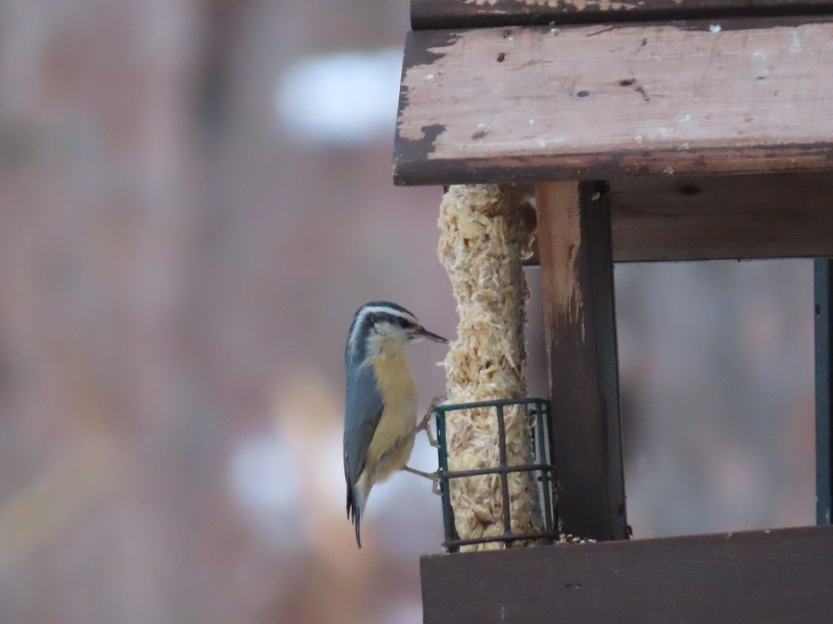 Red-breasted Nuthatch - ML614063521