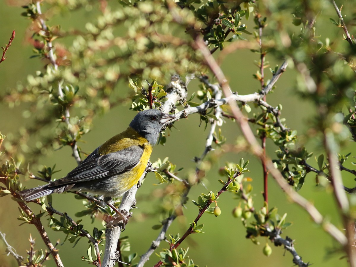 Gray-hooded Sierra Finch - ML614063547