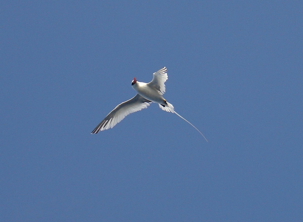 Red-billed Tropicbird - ML614063581