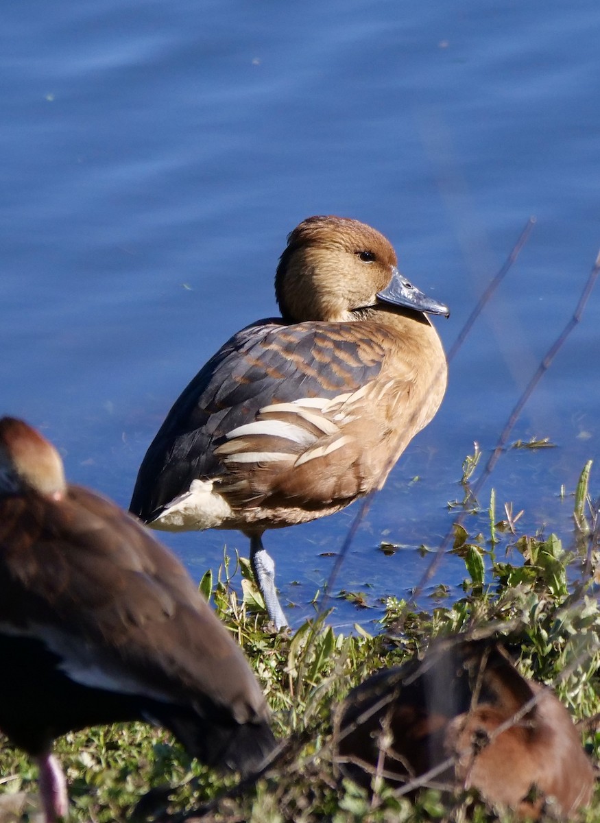 Fulvous Whistling-Duck - ML614063625