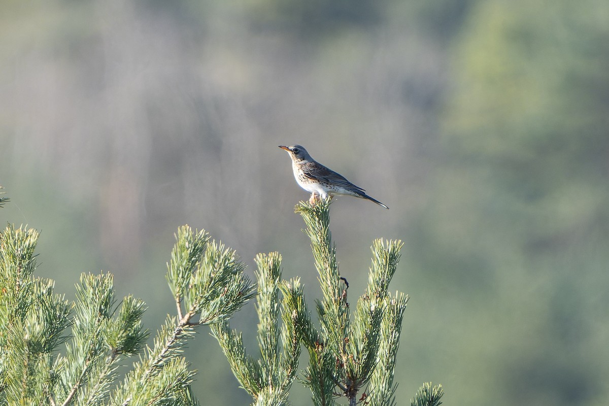 Fieldfare - ML614063683