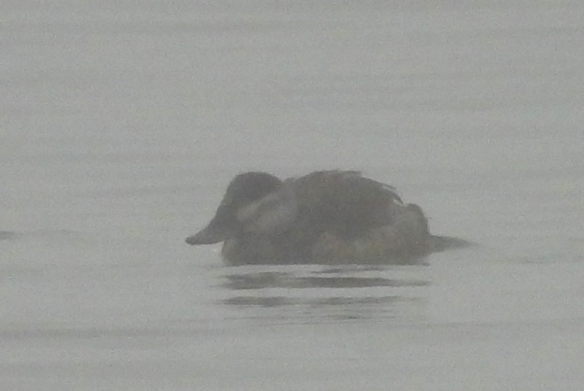 Ruddy Duck - ML614063708