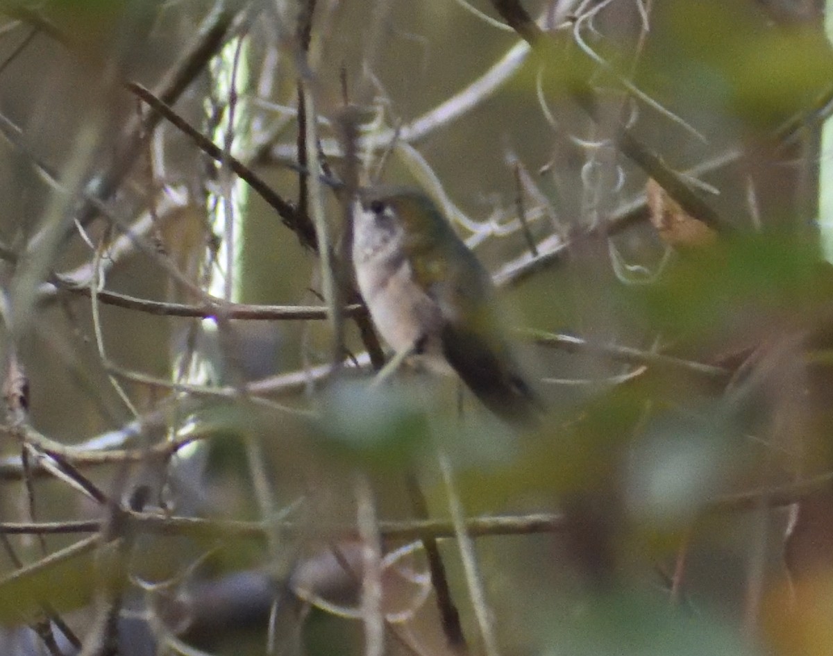 Calliope Hummingbird - ML614063852