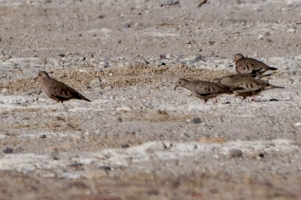 Common Ground Dove - ML614063862