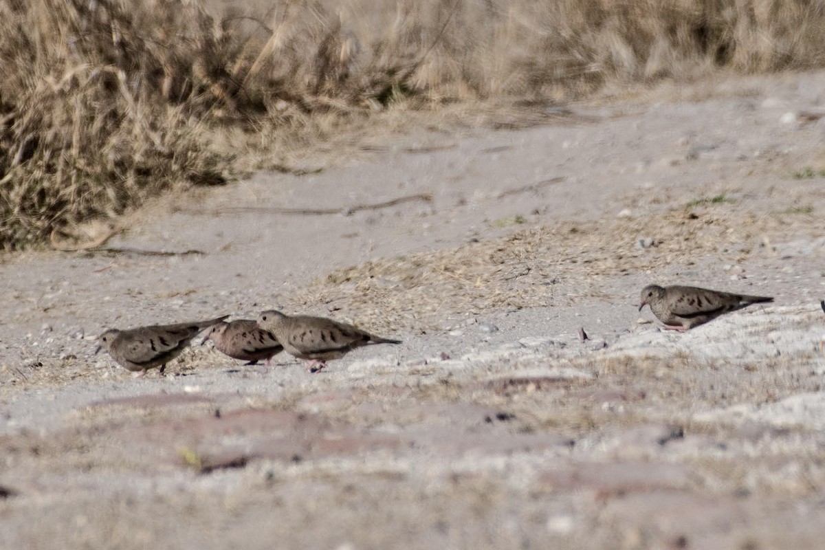 Common Ground Dove - ML614063863