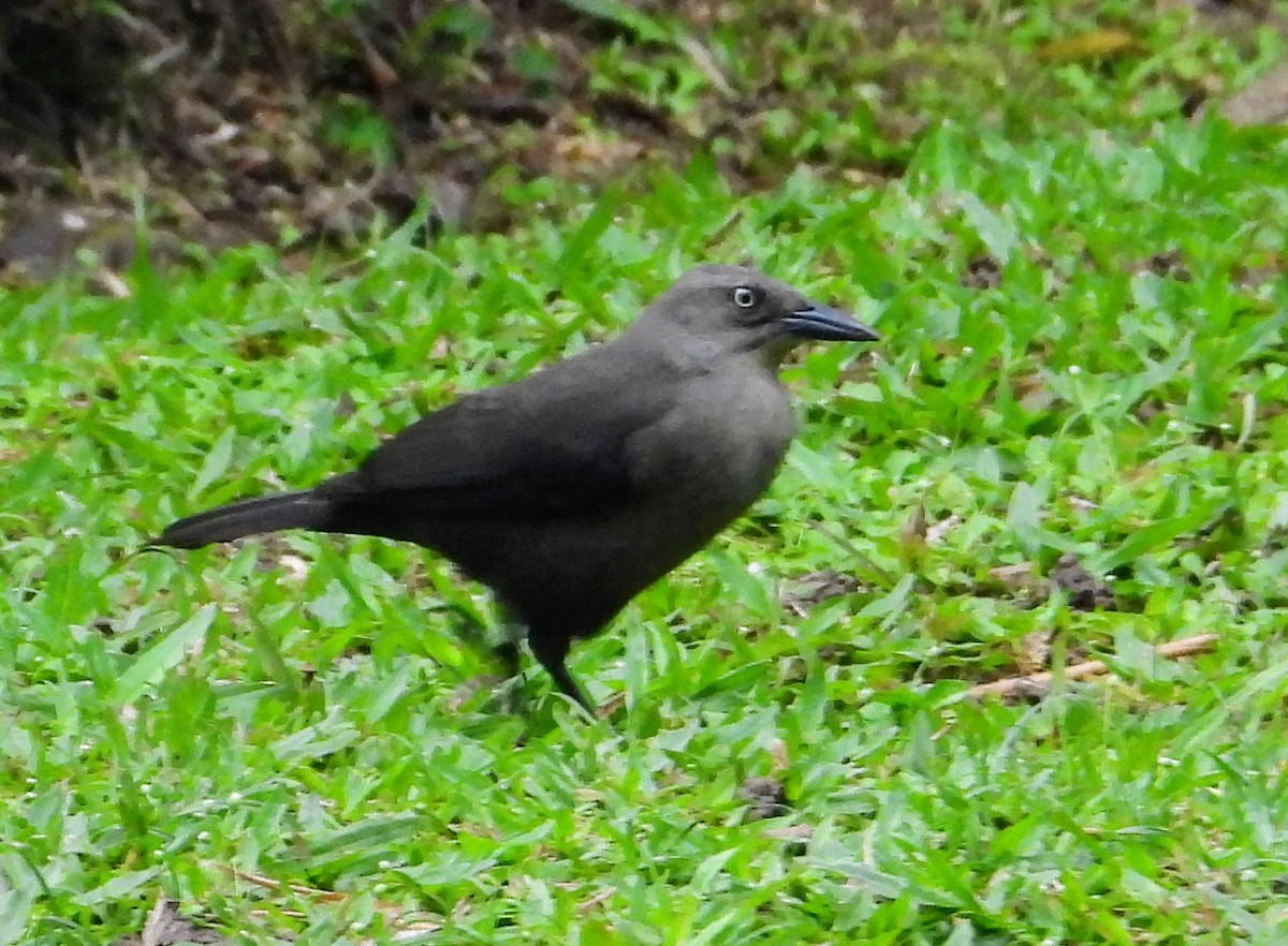 Carib Grackle - ML614063875