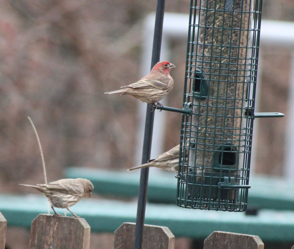 House Finch - ML614063893