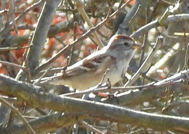 American Tree Sparrow - ML614063894