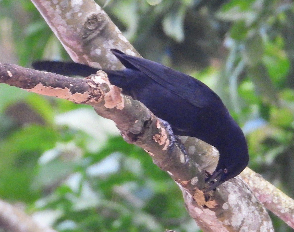 Carib Grackle - ML614063916