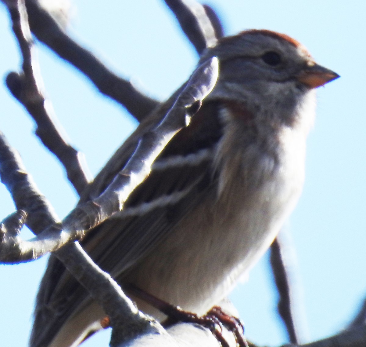 American Tree Sparrow - ML614063917