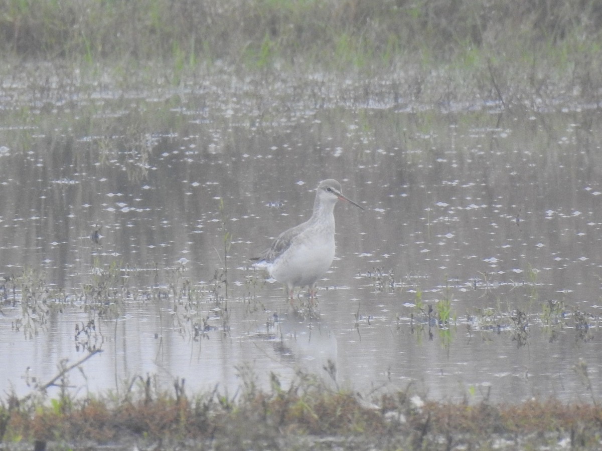 Spotted Redshank - ML614063924