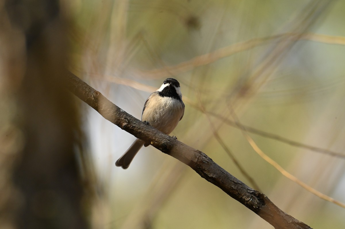 sýkora karolínská - ML614063987