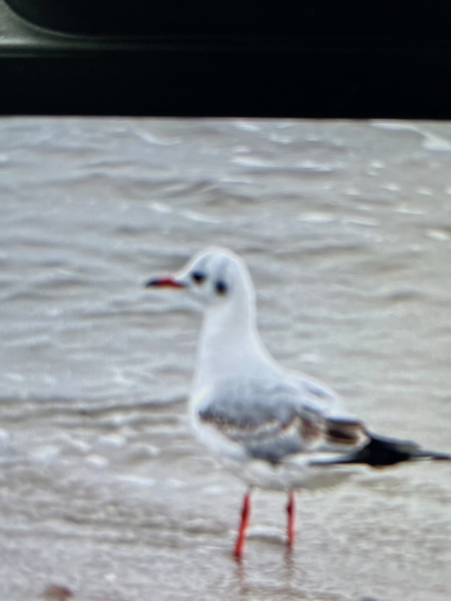 Black-headed Gull - ML614063988