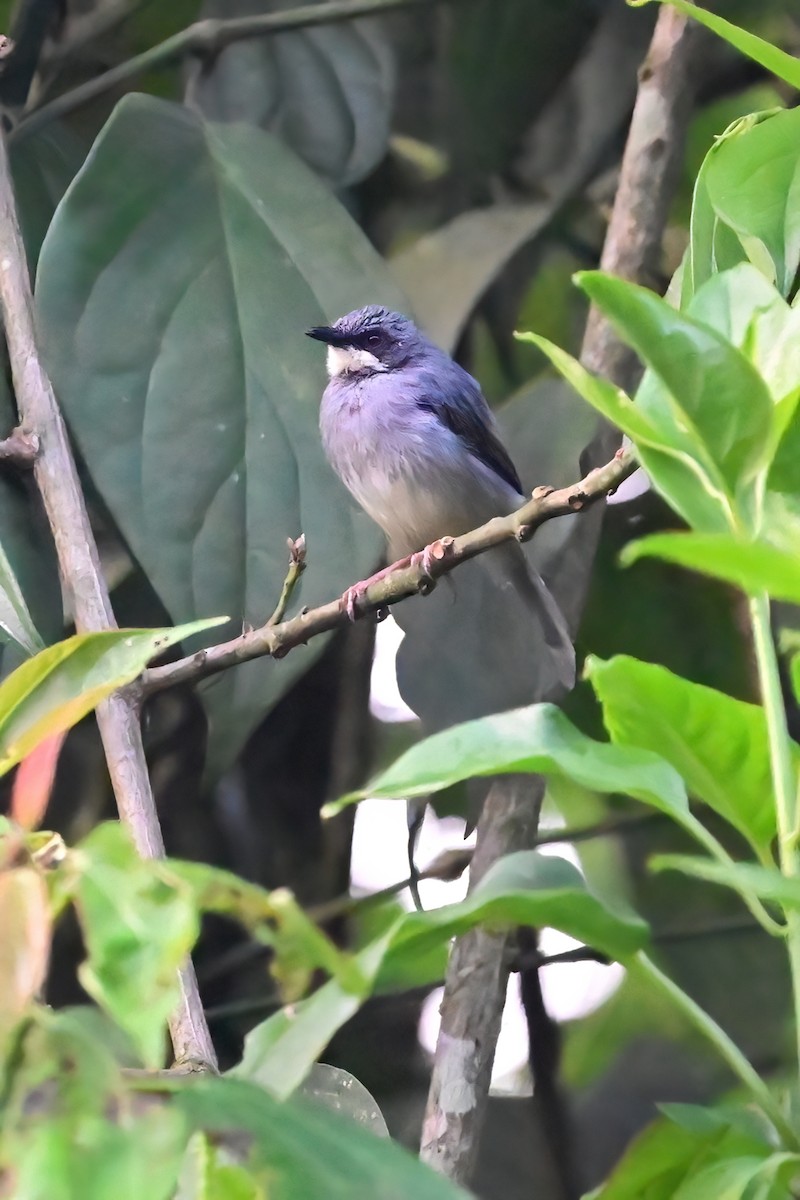 Apalis à gorge blanche - ML614064012