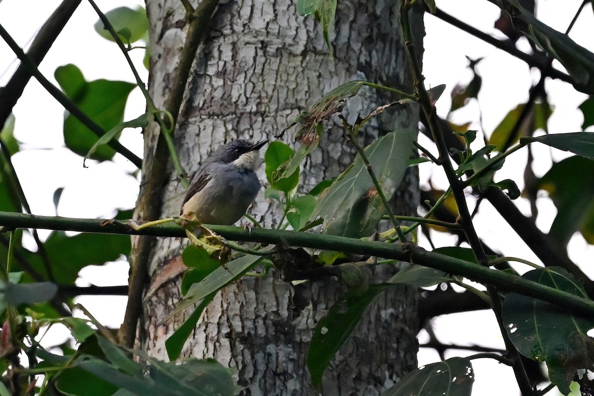 Apalis à gorge blanche - ML614064013