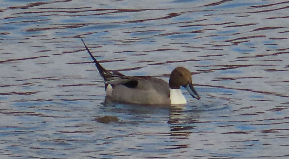 Northern Pintail - ML614064094