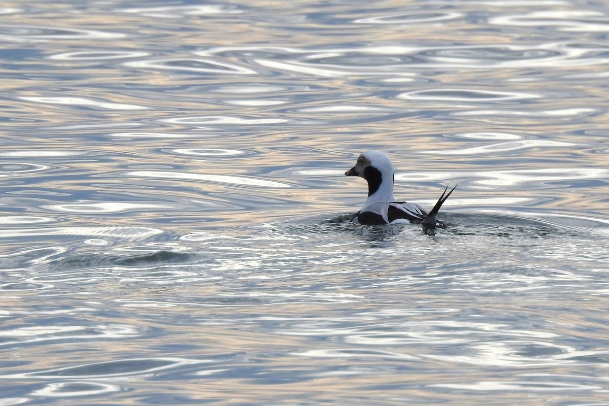 Long-tailed Duck - ML614064118