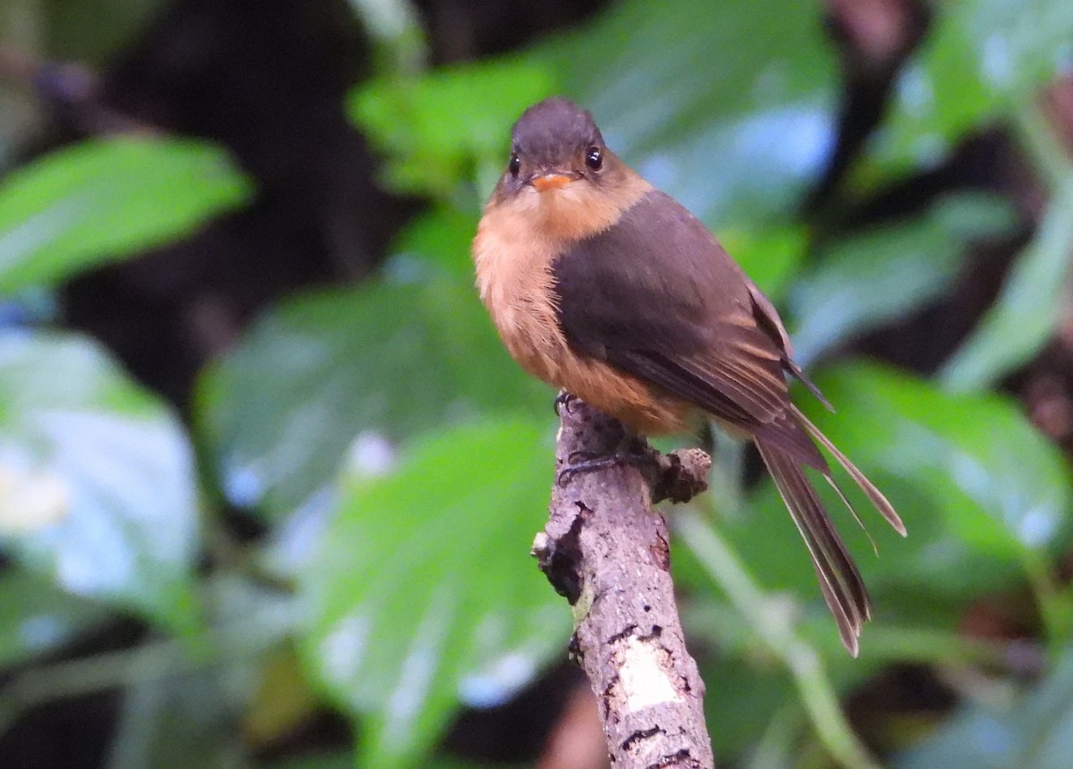 Lesser Antillean Pewee - ML614064120