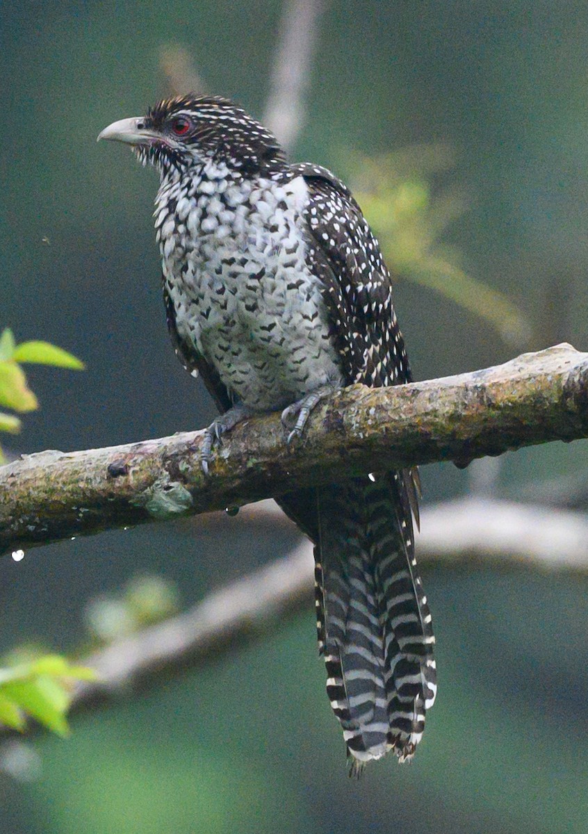 Asian Koel - ML614064128