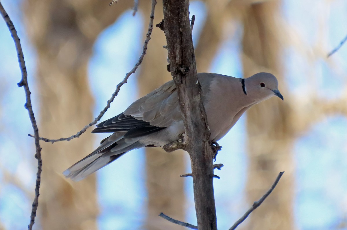Eurasian Collared-Dove - ML614064138