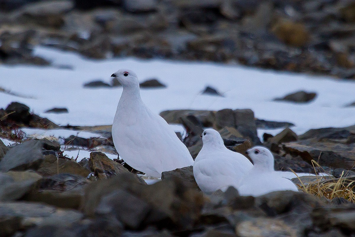 Rock Ptarmigan - ML614064239