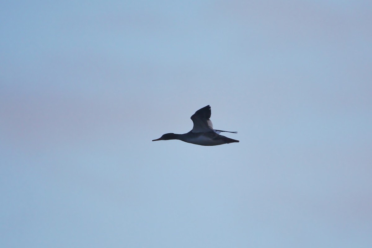 Red-breasted Merganser - ML614064256