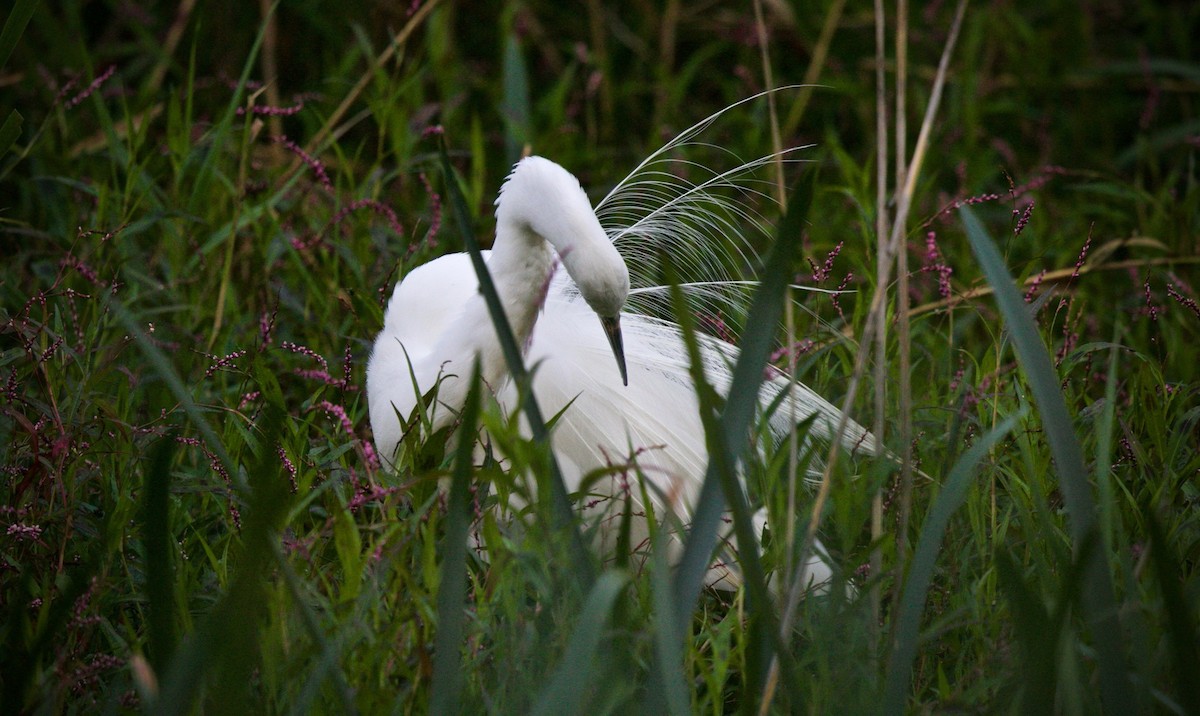 Great Egret - David  Tytherleigh