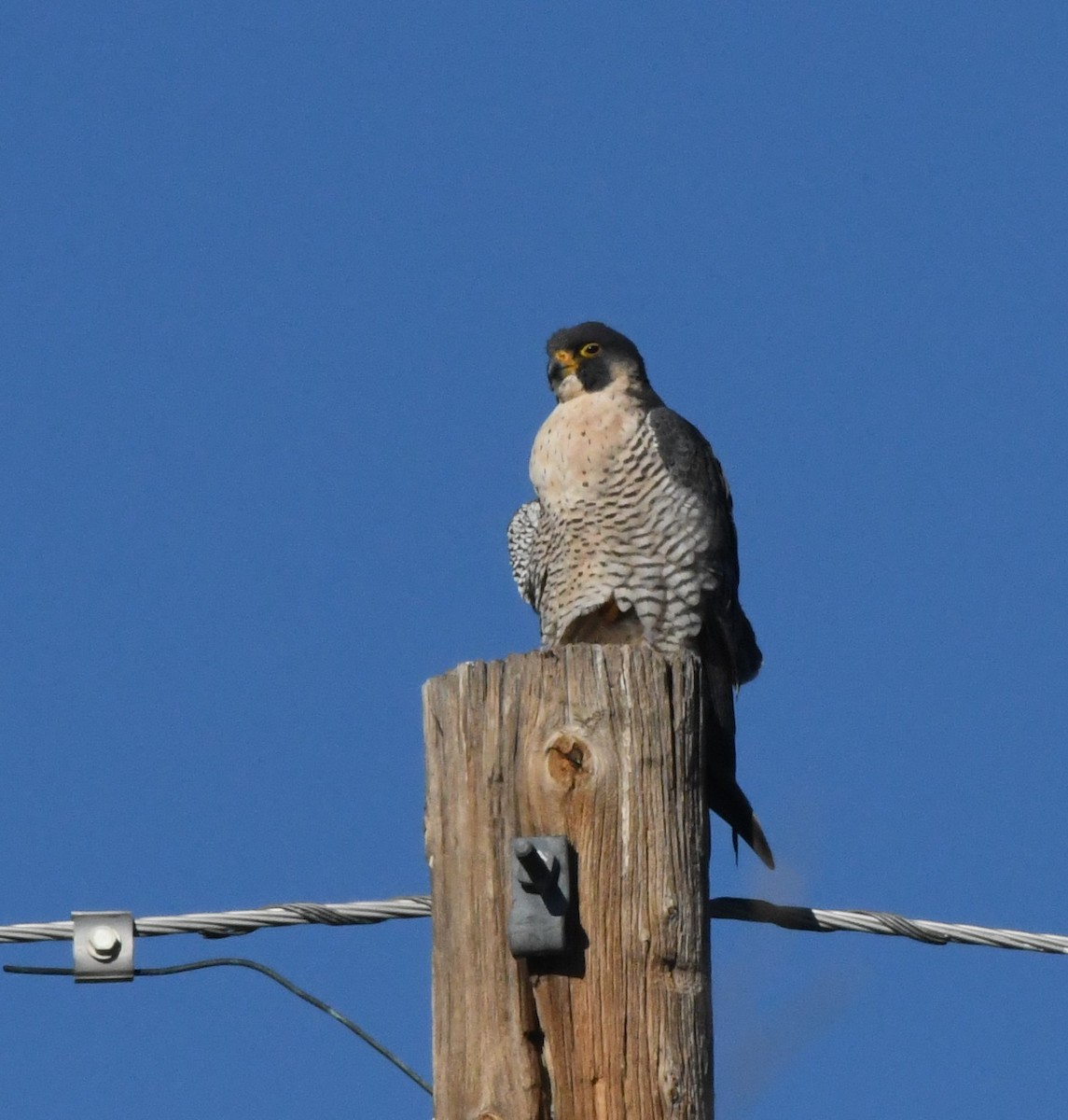 Peregrine Falcon - Janine McCabe